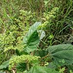 Laportea aestuans Habit