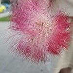 Albizia julibrissin Blüte