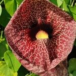 Aristolochia littoralisFlower