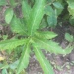 Hippobroma longiflora List