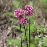 Allium saxatile Flower