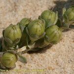 Linaria polygalifolia Vaisius