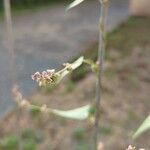 Fallopia convolvulus Кветка