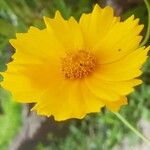 Coreopsis lanceolataKvět