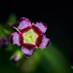 Jatropha gossypiifoliaFlower