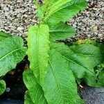 Rumex patientia Leaf