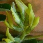 Astragalus solandri