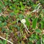 Tofieldia pusilla Flower