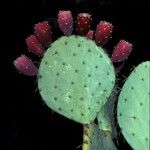 Opuntia engelmannii Fruit