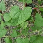 Salvia darcyi Hoja