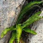 Polystichum lonchitis Lapas