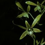 Dendrobium schulleri