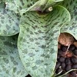 Ledebouria revoluta Лист
