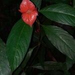 Psychotria poeppigiana Λουλούδι