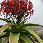 Aloe vaombe फूल
