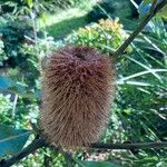 Banksia robur फूल