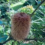 Banksia robur Цвят