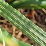 Iris unguicularis 葉