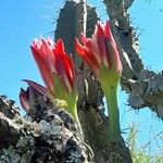 Cereus forbesii फूल