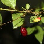 Chomelia tenuiflora Fruit