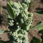 Chenopodium quinoa Fruit