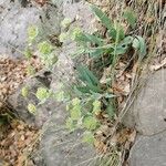 Bupleurum angulosum Hoja