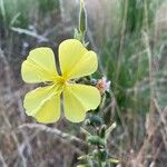 Oenothera stricta 花