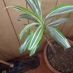 Dracaena fragrans Folha