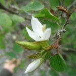 Bauhinia lunarioides Blüte