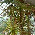 Cyperus alternifolius Листок