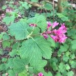 Ribes sanguineum Blatt