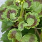 Pelargonium × hybridum List