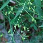 Thesium linophyllon Fruit