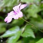 Geranium nodosum Çiçek