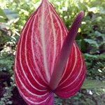 Anthurium