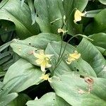 Erythronium tuolumnense Цветок