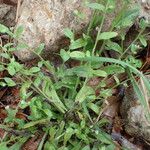 Myosotis macrosperma Habit