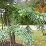 Cunninghamia lanceolata (Lamb.) Hook.पत्ता