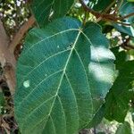 Ficus tiliifolia