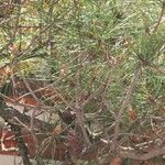Pinus densiflora पत्ता