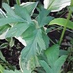 Hydrophyllum virginianum Folha