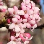 Viburnum farreriBloem