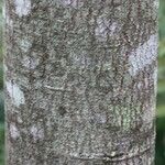 Dombeya elegans 树皮