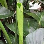 Strelitzia nicolai Hoja