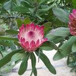 Protea caffra Flower