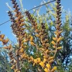 Dyckia floribunda Flower