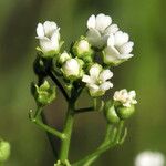 Samolus valerandi Flower