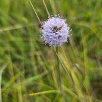 Succisella inflexa 花