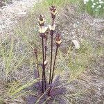 Pedicularis sceptrum-carolinum Flor