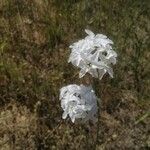 Amsonia grandiflora Çiçek